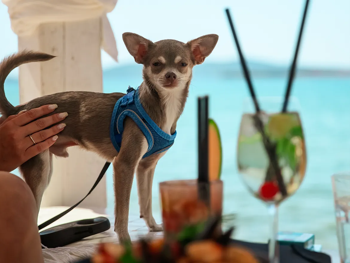 Evening restaurant atmosphere at Shark Beach Bar